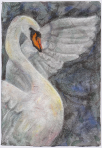 'Watercolour Pencil and Sketching Pencil Drawing of a Swan with an Outstretched Wing'