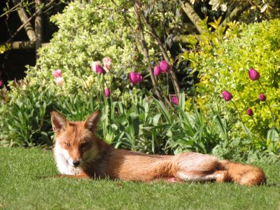 Mother Fox bathing in the sun on the Master's Lawn